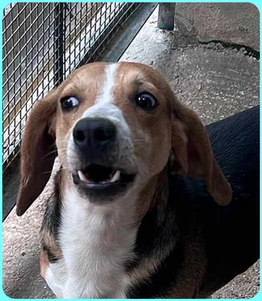 NAPOLEONE MIX BEAGLE 4 ANNI, SI DISPERA NEL SUO BOX E SOGNA QUALCUNO CHE LO AMI | Foto 0