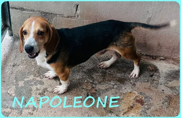 NAPOLEONE MIX BEAGLE 4 ANNI, SI DISPERA NEL SUO BOX E SOGNA QUALCUNO CHE LO AMI