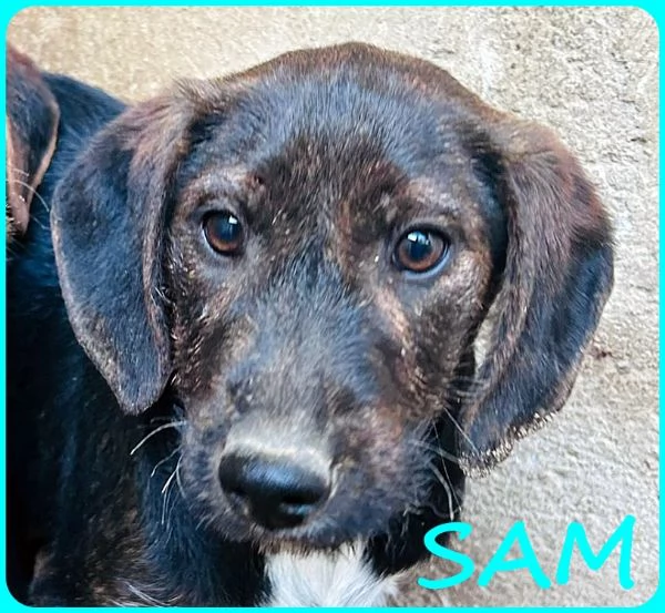 FRED E SAM CUCCIOLI 5 MESI SIMIL BASSOTTINI, SE NON TROVERANNO UNA MAMMA UMANA CRESCERANNO IN GABBIA | Foto 6