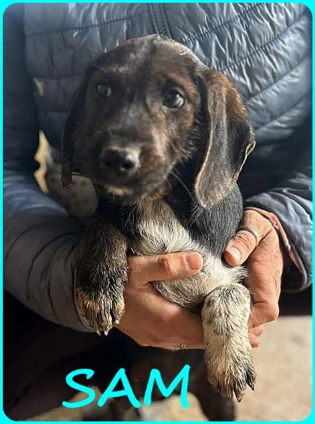 FRED E SAM CUCCIOLI 5 MESI SIMIL BASSOTTINI, SE NON TROVERANNO UNA MAMMA UMANA CRESCERANNO IN GABBIA | Foto 5