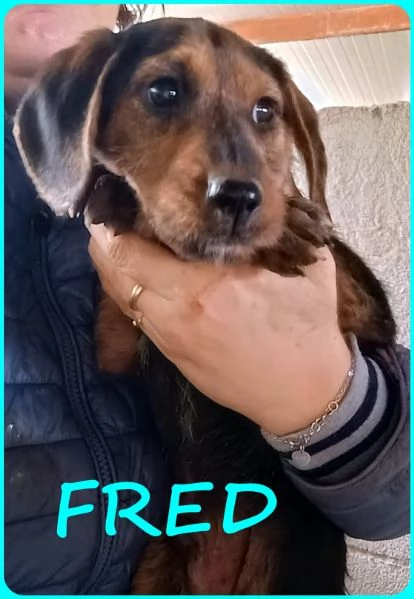 FRED E SAM CUCCIOLI 5 MESI SIMIL BASSOTTINI, SE NON TROVERANNO UNA MAMMA UMANA CRESCERANNO IN GABBIA | Foto 4