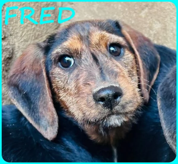 FRED E SAM CUCCIOLI 5 MESI SIMIL BASSOTTINI, SE NON TROVERANNO UNA MAMMA UMANA CRESCERANNO IN GABBIA | Foto 2