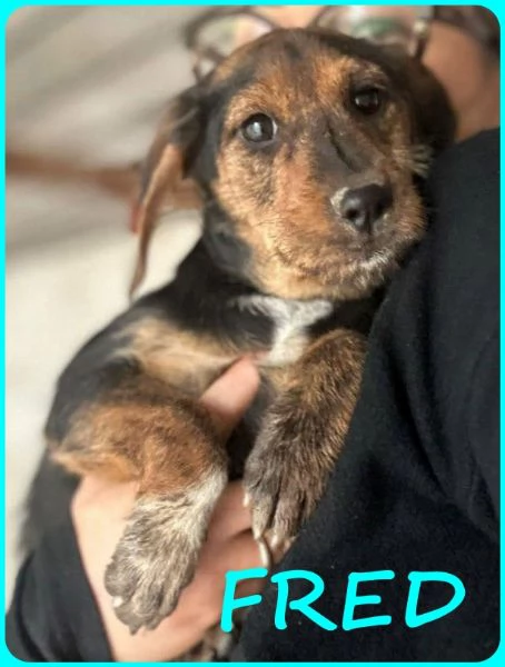 FRED E SAM CUCCIOLI 5 MESI SIMIL BASSOTTINI, SE NON TROVERANNO UNA MAMMA UMANA CRESCERANNO IN GABBIA | Foto 1