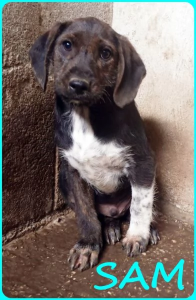 FRED E SAM CUCCIOLI 5 MESI SIMIL BASSOTTINI, SE NON TROVERANNO UNA MAMMA UMANA CRESCERANNO IN GABBIA | Foto 0