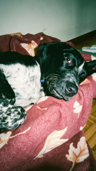 Regalo cucciolo di 5 mesi 