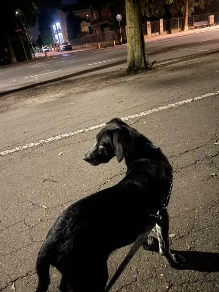 Regalo cucciolo di 5 mesi  | Foto 1