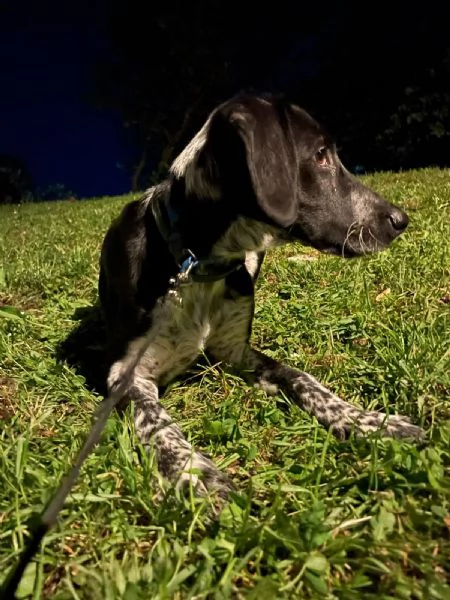 Regalo cucciolo di 5 mesi  | Foto 0