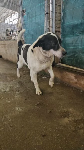 Coffee: super dolce con tutti  | Foto 3