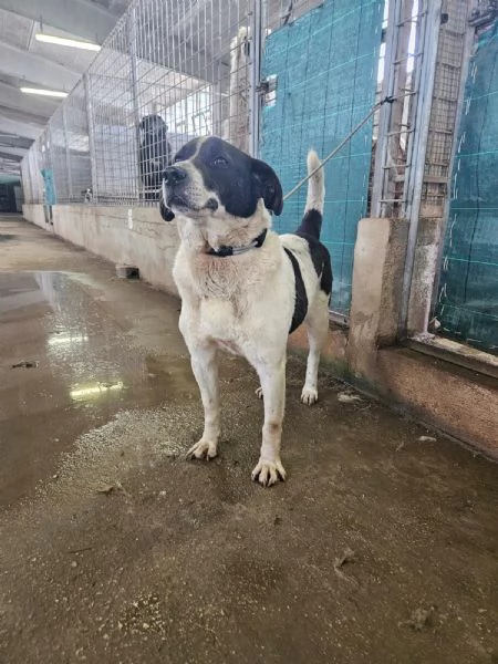 Coffee: super dolce con tutti  | Foto 2