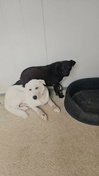 Consuelo: adozione del cuore o stallo casalingo  | Foto 6