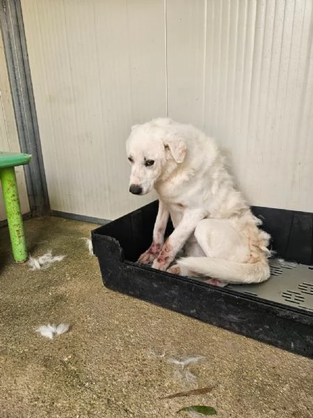 Consuelo: adozione del cuore o stallo casalingo  | Foto 5