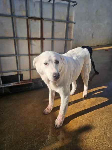 Consuelo: adozione del cuore o stallo casalingo  | Foto 4