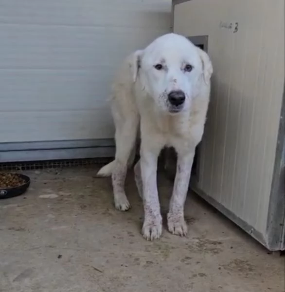 Consuelo: adozione del cuore o stallo casalingo  | Foto 3