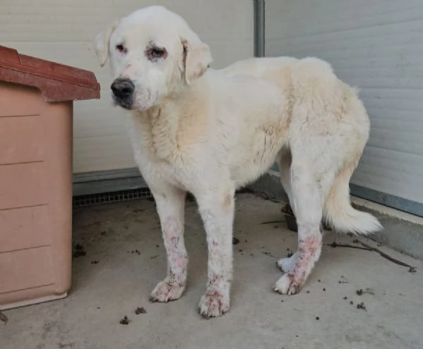 Consuelo: adozione del cuore o stallo casalingo  | Foto 2