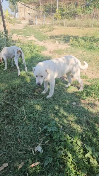 Consuelo: adozione del cuore o stallo casalingo  | Foto 1