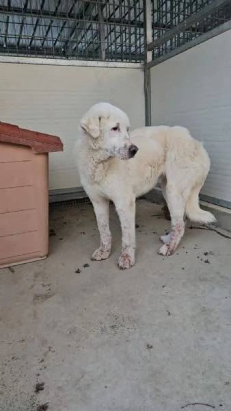 Consuelo: adozione del cuore o stallo casalingo  | Foto 0