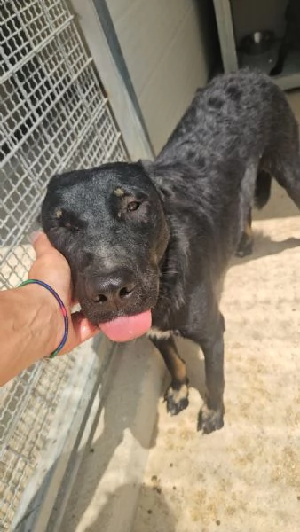 Carlo: timido e dolce, socievole, riservato  | Foto 4