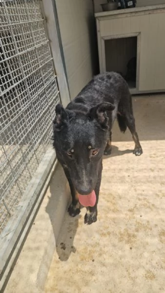 Carlo: timido e dolce, socievole, riservato  | Foto 2