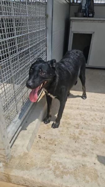 Carlo: timido e dolce, socievole, riservato  | Foto 0