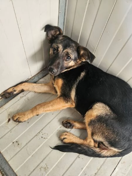 Clotilde: cucciolotta taglia piccola timida dolce  | Foto 6