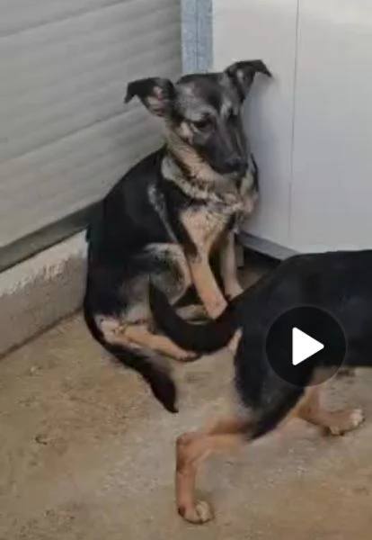 Clotilde: cucciolotta taglia piccola timida dolce  | Foto 4