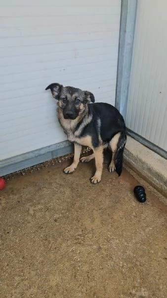 Clotilde: cucciolotta taglia piccola timida dolce  | Foto 1