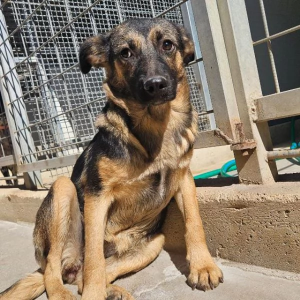 Clotilde: cucciolotta taglia piccola timida dolce 