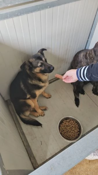 Clotilde: cucciolotta taglia piccola timida dolce  | Foto 0