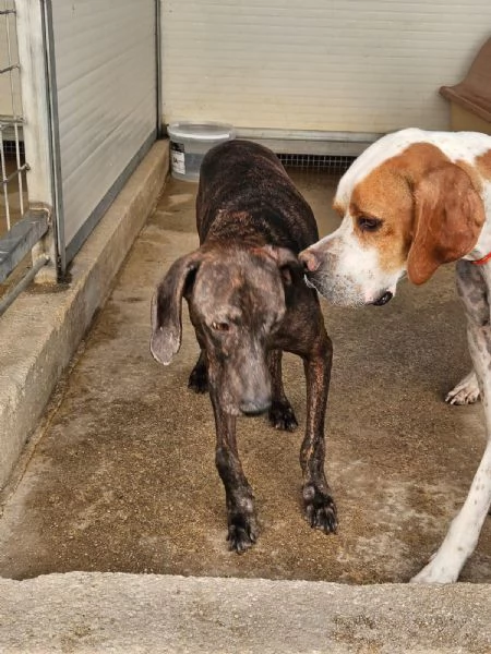 Michele: adozione del cuore | Foto 6