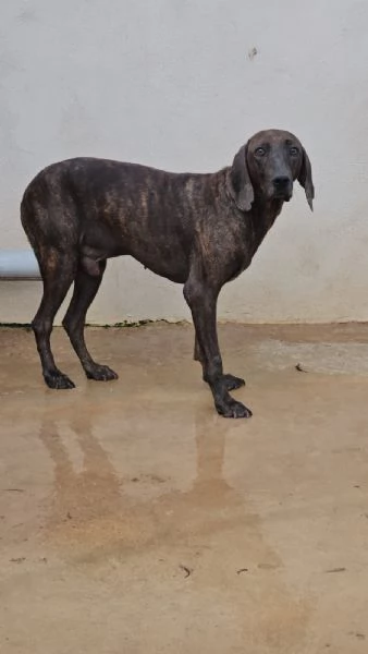 Michele: adozione del cuore