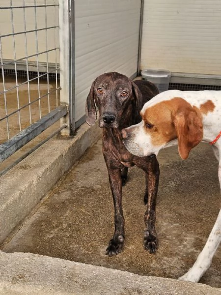 Michele: adozione del cuore | Foto 5