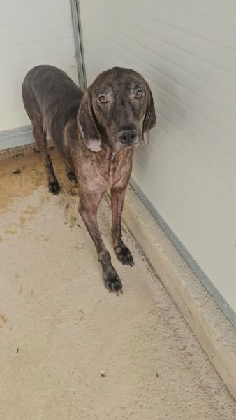 Michele: adozione del cuore | Foto 4