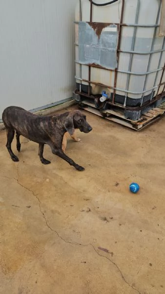 Michele: adozione del cuore | Foto 3