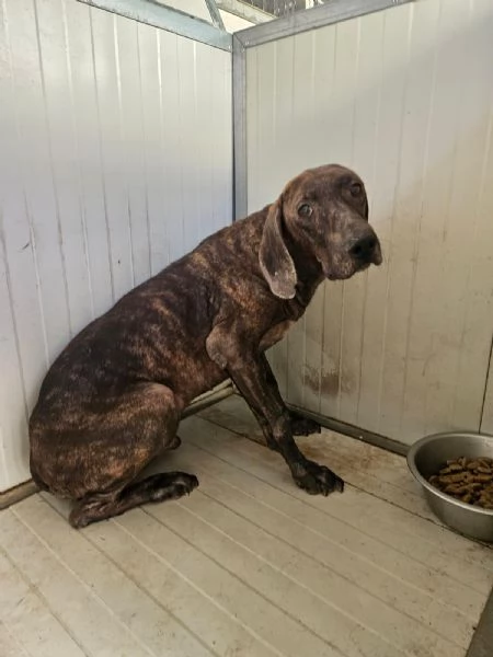 Michele: adozione del cuore | Foto 1