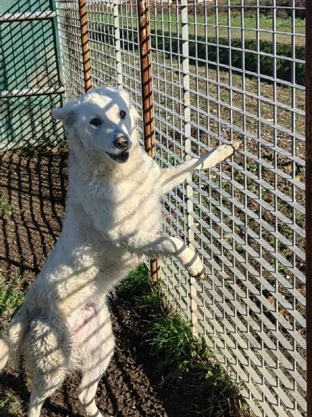 Claudia: 2 anni, taglia media, socievole  | Foto 6