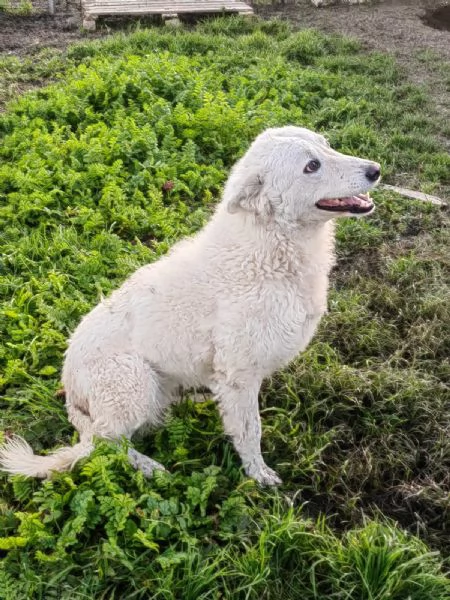 Claudia: 2 anni, taglia media, socievole  | Foto 5