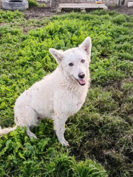 Claudia: 2 anni, taglia media, socievole 