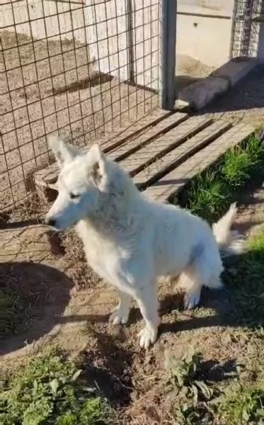 Claudia: 2 anni, taglia media, socievole  | Foto 4