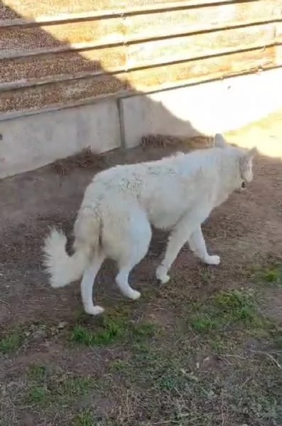 Claudia: 2 anni, taglia media, socievole  | Foto 2