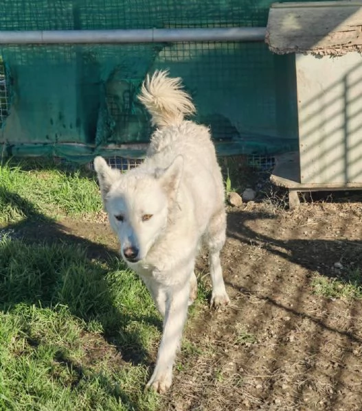 Claudia: 2 anni, taglia media, socievole  | Foto 1