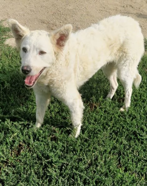 Claudia: 2 anni, taglia media, socievole  | Foto 0