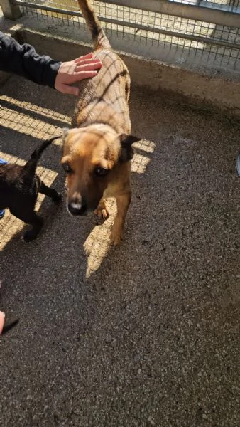 Titta: taglia piccola socievole e dolce  | Foto 5