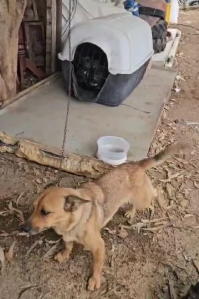 Titta: taglia piccola socievole e dolce 