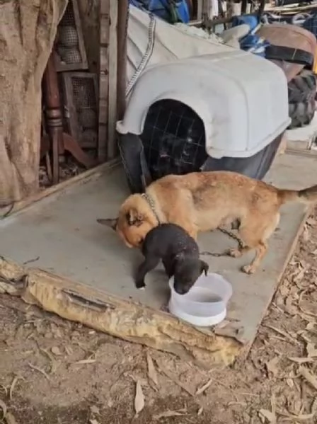 Titta: taglia piccola socievole e dolce  | Foto 4