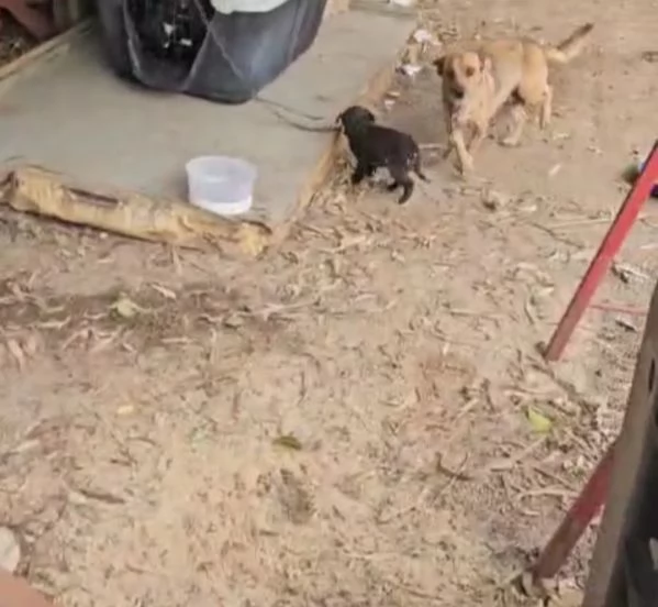 Titta: taglia piccola socievole e dolce  | Foto 3