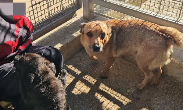 Titta: taglia piccola socievole e dolce  | Foto 2