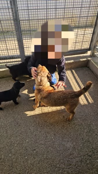 Titta: taglia piccola socievole e dolce  | Foto 1