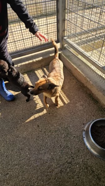 Titta: taglia piccola socievole e dolce  | Foto 0