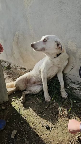 Chiara: 1 anno, socievole ed equilibrata | Foto 6