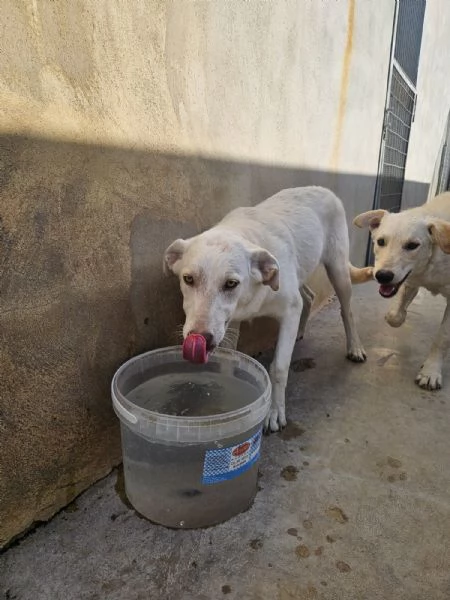 Chiara: 1 anno, socievole ed equilibrata | Foto 5